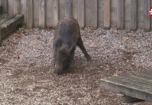 Capturat un grup de porcs senglars que estaven al parc Pedemonte